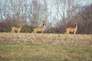 Sandrine GALLÉ - COM UNE CREVETTE - SG PHOTOGRAPHIE